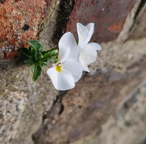 Kirsten Apartment Markranstaedt